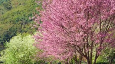 İlkbahar mevsiminde doğada pembe kiraz ağacı ve dağ ile seyahat etmek