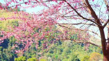 İlkbahar mevsiminde doğada pembe kiraz ağacı ve dağ ile seyahat etmek