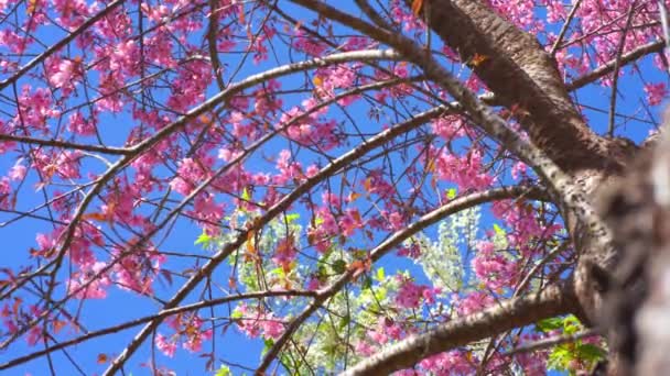 Podróże Koncepcji Przyrody Różowym Drzewem Wiśni Czyste Niebo Sezonie Wiosennym — Wideo stockowe