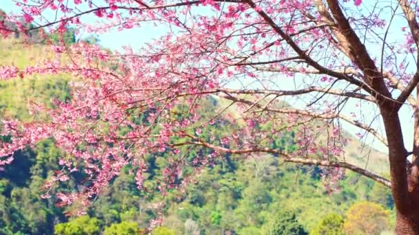 Cestování Přírodě Koncept Růžové Třešeň Květ Strom Hora Jarním Období — Stock video