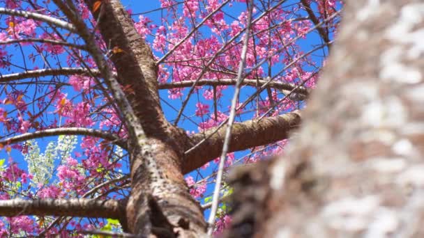 春天里 带着粉色樱花树和晴朗的天空在大自然中旅行 — 图库视频影像