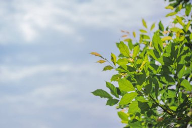 Tropikal ağaç ve bulutlu gökyüzü arkaplanlı doğa ve manzara kavramı