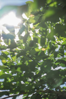 Tropikal ağaç ve bulutlu gökyüzü arkaplanlı doğa ve manzara kavramı