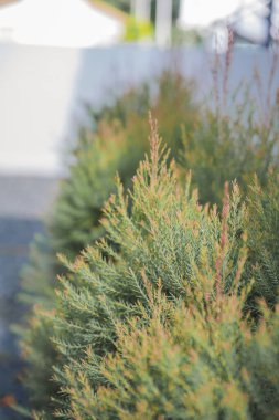 Tropikal ağaç ve bulutlu gökyüzü arkaplanlı doğa ve manzara kavramı