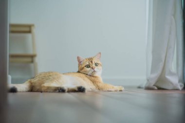 İngiliz kedisiyle evcil hayvan bakımı konsepti. Rahatla ve oturma odasında uyu.