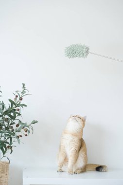 Altın rengi İngiliz kedi yavrusu oturma odasında durup eğleniyor.