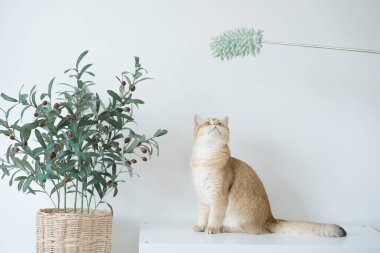 Altın rengi İngiliz kedi yavrusu oturma odasında durup eğleniyor.