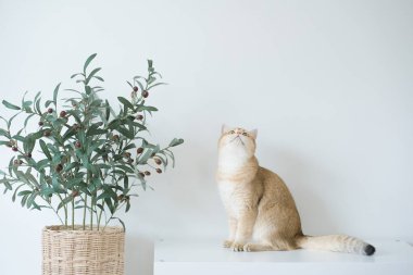 Altın rengi İngiliz kedi yavrusu oturma odasında durup eğleniyor.