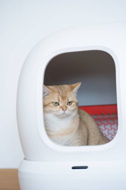 Tuvalette dinlenirken altın rengi İngiliz kedi yavrusu.