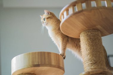 İngiliz kedisiyle evcil hayvan bakımı konsepti rahatla ve oturma odasında oyna