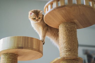 İngiliz kedisiyle evcil hayvan bakımı konsepti rahatla ve oturma odasında oyna