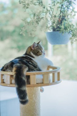 İskoç kedisiyle evcil hayvan bakımı konsepti rahatla ve oturma odasında oyna