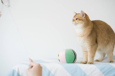 İngiliz kedisiyle uluslararası kedi günü konsepti sahibi ile top oynarken mutlu ve eğlenceli