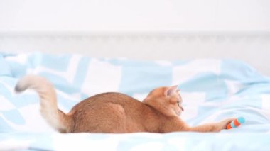 İngiliz kedisiyle evcil hayvan bakımı konsepti rahatla ve yatak odasında oyna 