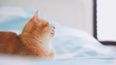 İngiliz kedisiyle evcil hayvan bakımı konsepti rahatla ve yatak odasında oyna 