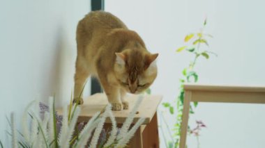 İngiliz kedisiyle evcil hayvan bakımı konsepti rahatla ve oturma odasında oyna 