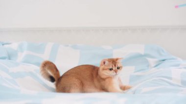 İngiliz kedisiyle evcil hayvan bakımı konsepti rahatla ve yatak odasında oyna 