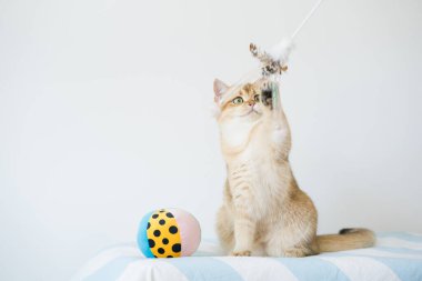 İngiliz kedisiyle uluslararası kedi günü konsepti sahibi ile top oynarken mutlu ve eğlenceli