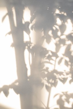 Günbatımında beyaz arka planda ağaç gölgesi olan doğa ve manzara kavramı