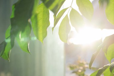 Güneş ışığı ve parlak arkaplanı olan ağaç ile doğa ve manzara kavramı