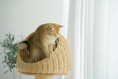 Kedi konseptiyle mutlu olan İngiliz kedisi modern ev dekorasyonu geçmişi olan kedi eviyle oynuyor.