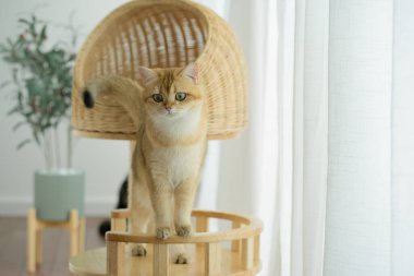 Kedi konseptiyle mutlu olan İngiliz kedisi modern ev dekorasyonu geçmişi olan kedi eviyle oynuyor.