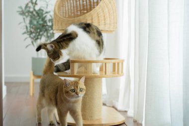 İskoç ve İngiliz kedileriyle kedi konsepti modern ev dekorasyonu geçmişine sahip kedi evi üzerinde oynamaktan memnun.