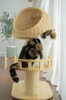 Kedi konseptiyle mutlu olan İskoç kedisi modern ev dekorasyonu geçmişi olan kedi evi üzerinde oynuyor.