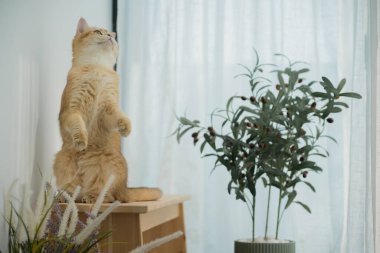 Kedi konseptiyle mutlu olan İngiliz kedisi modern ev dekorasyonu geçmişi olan kedi eviyle oynuyor.