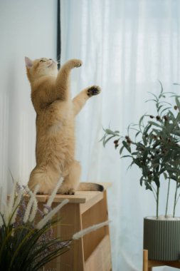 Kedi konseptiyle mutlu olan İngiliz kedisi modern ev dekorasyonu geçmişi olan kedi eviyle oynuyor.