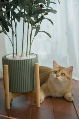 Kedi konseptiyle mutlu olan İngiliz kedisi modern ev dekorasyonu geçmişi olan kedi eviyle oynuyor.