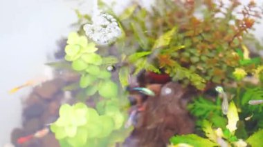 Hobi ve rahatlama kavramı. Sudaki ağaç ve tatlı suda yüzen küçük balıklar.