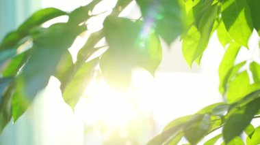 Tropikal ağaç ve günbatımı arkaplanlı doğa ve manzara kavramı