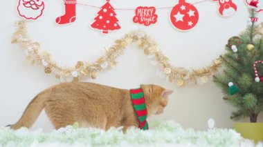 İngiliz kedisi masada Noel ve yeni yıl süsüyle oynuyor. 