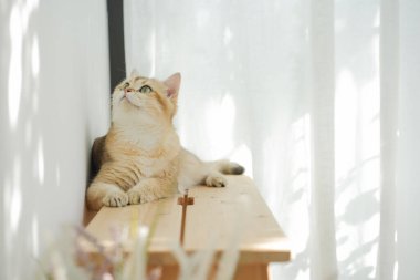 İngiliz kedisiyle evcil hayvan bakımı konsepti rahatla ve oturma odasında oyna