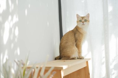 İngiliz kedisiyle evcil hayvan bakımı konsepti rahatla ve oturma odasında oyna