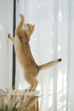 İngiliz kedisiyle evcil hayvan bakımı konsepti rahatla ve oturma odasında oyna