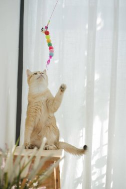 İngiliz kedisiyle evcil hayvan bakımı konsepti rahatla ve oturma odasında oyna