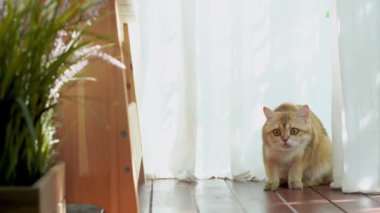 İngiliz ve İskoç kedili evcil hayvan bakımı konsepti rahatla ve oturma odasında oyna 