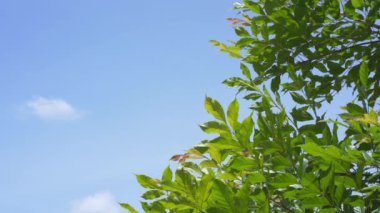 İlkbaharda gökyüzü olan tropikal ağaçla doğa ve manzara kavramı