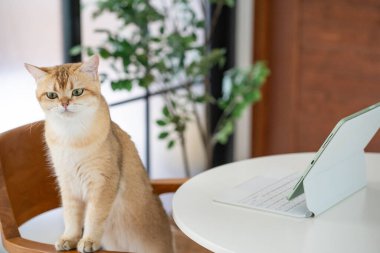 İngiliz kedi duruşu ve rahatlama ile evcil hayvan eti konsepti oturma odasında laptop bakın