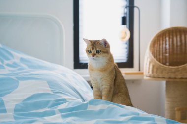 İngiliz kedisiyle evcil hayvan bakımı konsepti rahatla ve kedi oyuncağı oyna