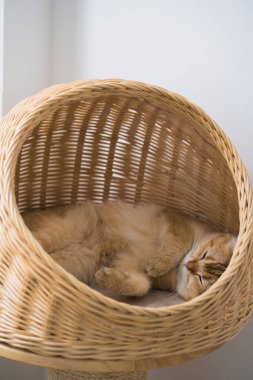 İngiliz kedisiyle evcil hayvan bakımı konsepti Kedi Evi 'nde uyur