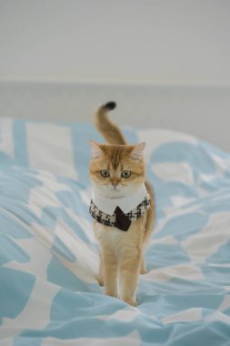 İngiliz kedisiyle evcil hayvan bakımı konsepti rahatla ve kedi oyuncağı oyna