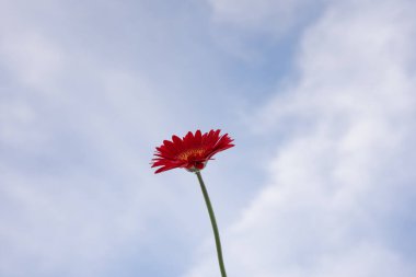 Gerbera çiçeği ve bulutlu gökyüzü arkaplanlı doğa ve manzara kavramı