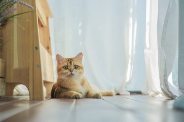 İngiliz kedisiyle evcil hayvan bakımı konsepti. Rahatla ve oturma odasında uyu.