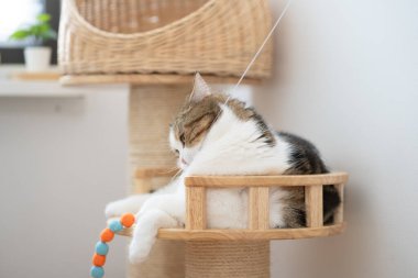 İskoç kedisiyle evcil hayvan bakımı konsepti rahatla ve oturma odasında oyna