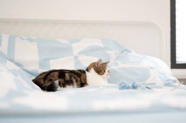 İskoç kedisiyle evcil hayvan bakımı konsepti rahatla ve oturma odasında oyna