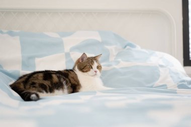 İskoç kedisiyle evcil hayvan bakımı konsepti rahatla ve oturma odasında oyna