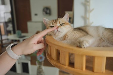 Kedi konseptiyle mutlu olan İngiliz kedisi modern ev dekorasyonu geçmişi olan kedi eviyle oynuyor.